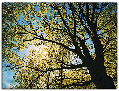 ARTland Wanddeko Leinwand Bilder Wandbild 40 x 30 cm Bäume Foto Grün B6UT Frühling Sonne Baumkrone Eiche