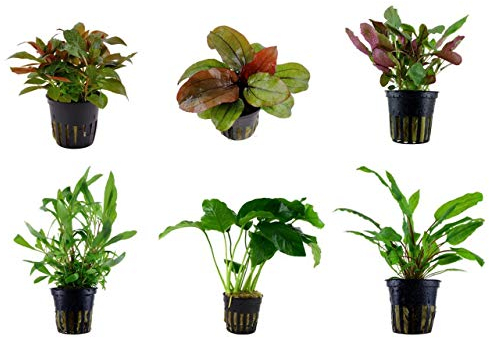 Tropica Mitte Set mit 6 Topf Pflanzen Aquariumpflanzenset Nr.22 Wasserpflanzen Aquarium Aquariumpflanzen