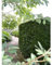 Rotbuche Fagus sylvatica 100-125 cm, Wurzelnackt. 130 Pflanzen. Rotbuche Hecke