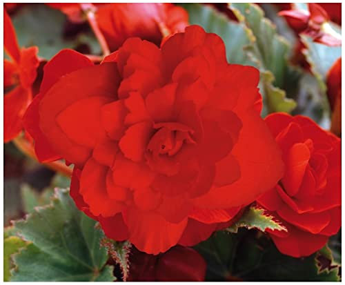 PREMIER SEEDS DIRECT - Begonia Tuberous - Illumination - Scarlet F1 (150 Pellets)