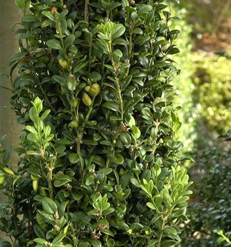 Heimischer Buchsbaum Graham Blandy 60-80cm - Buxus sempervirens - lebende Gartenpflanze aus den Baumschulen