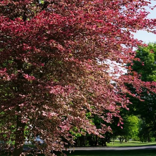 rotbuche baum samen pflanzen samen, bäume pflanzen bonsai rotbuche samen minigarten, bonsai baum echt gartenpflanzen winterhart mehrjährig zimmerpflanzen echt samen bonsaibaum, 70pcs