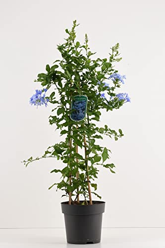 Pianta Plumbago blu Vaso 18cm H. 30/40CM