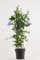 Pianta Plumbago blu Vaso 18cm H. 30/40CM