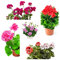geranien samen wildblumensamen blumen deko geschenk blumensamen mehrjährig winterhart bodendecker stauden bonsai samen geranien pflanzen balkonpflanzen balkon blumen pflanze 200 geranien saatgut