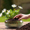 Lotus Bowl Pot de fleurs de lotus en céramique, applicable aux plantes succulentes, plantes hydroponiques, pour planter dans l'eau à l'intérieur, plantes aquatiques, sans trous de drainage (D)