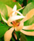 Seedeo® Magnolia champaca (Michelia Champaca) 15 Samen