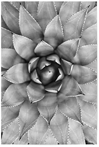 artboxONE Poster 75x50 cm Schwarz-weiß Natur Agave Photography - Bild agave cactus kaktus