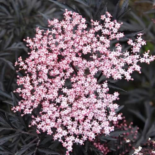 600 Pcs Holunder Samen - Sambucus Williamsii - Geschenke Für Gartenfreunde, Gartenblumen Holunder Pflanze Samen, Pflanzen Samen, Bäume Pflanzen Winterharte Pflanzen Für Garten, Zierbaum