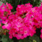 15 Semillas de geranio rosa Logro Nano Pelargonium