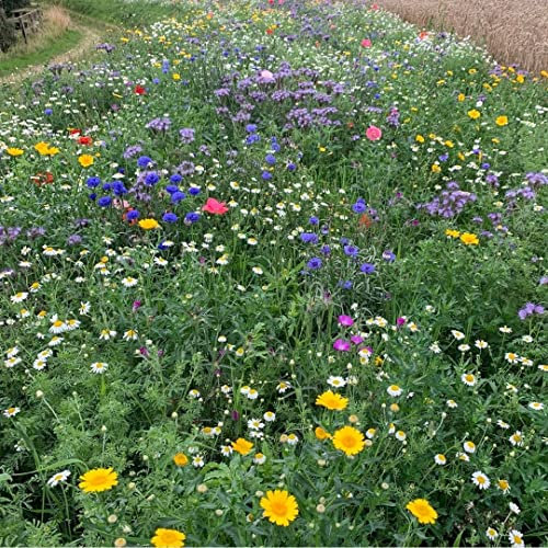 UK Native Wild Flower Seed Mix for Bee's & Butterflies - 100% Wildflower Seeds - Garden Lawncare Guy (50g)