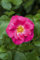 Rosa rugosa 'Rubra' 40-60 cm - Apfelrose, rubinrote Blüten, Blütezeit Juni-August, duftend, ideal für Hecken, pflegeleicht und winterhart