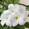 100 graines de fleurs de champa blanches.