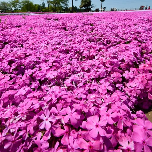 600 pcs teppichphlox samen winterhart wildflower bodendecker winterhart mehrjährig teppich flammenblume blumensamen geschenk pflanze pflanzen samen indoor winterharte balkonpflanzen