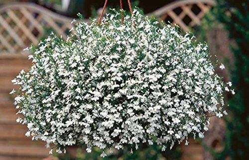 Pack x6 Trailing Trailing Lobelia White Star® Hanging Basket Plug Plants