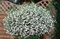 Pack x6 Trailing Trailing Lobelia White Star® Hanging Basket Plug Plants
