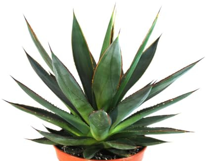 Agave Shaka Zulu Mexico Sukkulente kräftige Pflanzen Pflegeleicht 20cm hoch