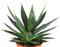 Agave Shaka Zulu Mexico Sukkulente kräftige Pflanzen Pflegeleicht 20cm hoch