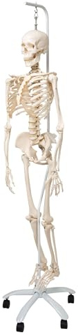 3B Scientific® Menschliches Skelett „Phil“ – Lebensgroßes Modell mit beweglichen Gelenken, flexibler Wirbelsäule, abnehmbarem Schädel am Metall-Hängestativ mit Rollen + Smart Anatomy App