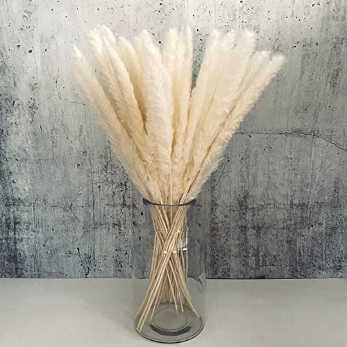Pampasgras Deko weiß 44 cm lang Trockenblumen groß I Boho Deko I getrocknete Blumen I Tischdeko I Dekozweige für Trockenblumenstrauß I echte Dekoblumen I Pampas I Deko Blumen