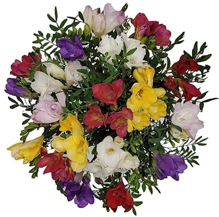 Freesien - Blumenstrauß im Frühling zum Geburtstag