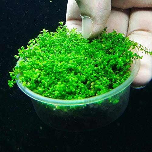 1000 pcs/Bag Mini Dwarf Pearl Plants Aquarium Grass Seed Fish Tank Decoration or