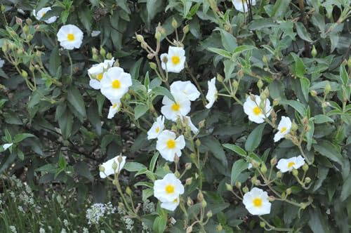 Cistus laurifolius 11x11 cm Topf – Winterhart, Immergrün, Pflegeleicht – Lorbeerblättrige Zistrose – Zierstrauch für Steingarten & Beet
