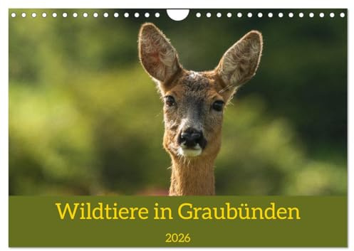 Wildtiere in Graubünden (Wandkalender 2026 DIN A4 quer), CALVENDO Monatskalender: Der Naturfotograf Jürg Plattner nimmt sie mit auf seine Streifzüge in seiner Heimat Graubünden. (CALVENDO Natur)