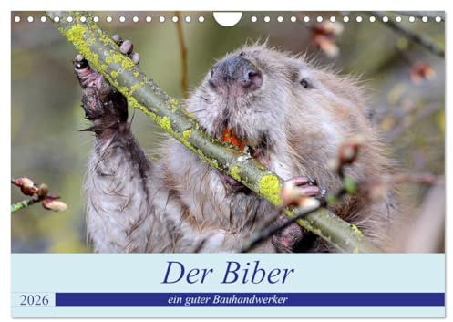 Der Biber, ein guter Bauhandwerker (Wandkalender 2026 DIN A4 quer), CALVENDO Monatskalender: Ein schöne Begegnung mit einem, der nur nachts unterwegs ist. (CALVENDO Tiere)