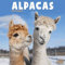 Alpacas – Alpakas 2025 – 16-Monatskalender: Original Avonside-Kalender [Mehrsprachig] [Kalender] (Wall-Kalender)