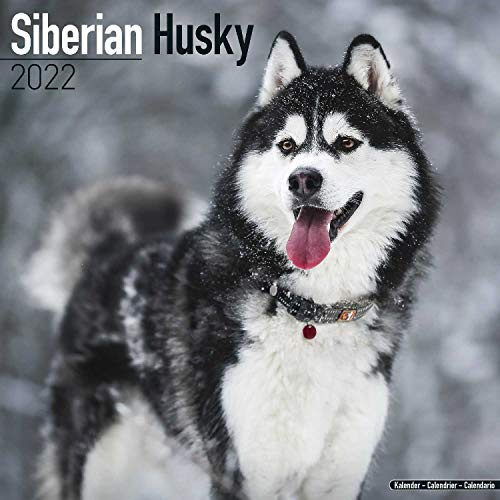 Siberian Husky - Sibirische Huskies 2022 - 16-Monatskalender: Original Avonside-Kalender [Mehrsprachig] [Kalender] (Wall-Kalender)