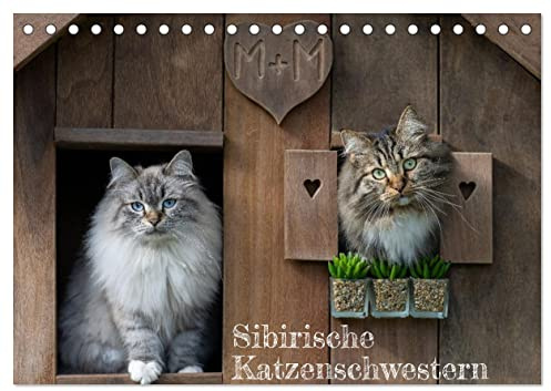 Maui und Molokai - Sibirische Katzenschwestern (Tischkalender 2026 DIN A5 quer), CALVENDO Monatskalender: Hier geht's zu aufregenden Katzenabenteuern. (CALVENDO Tiere)