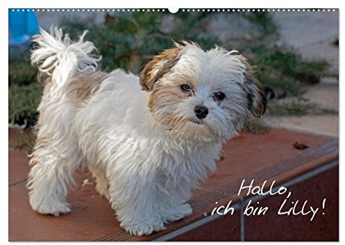 Hallo, ich bin Lilly (Wandkalender 2026 DIN A2 quer), CALVENDO Monatskalender: Der Bolonka-Zwetna-Welpe Lilly stellt sich vor. (CALVENDO Tiere)