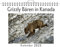 Grizzly Bären in Kanada - (Wandkalender 2025, Kalender DIN A4 quer, Monatskalender im Querformat mit Kalendarium, das perfekte Geschenk)
