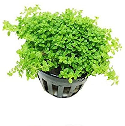 Nain bébé larmes Hemianthus Callitrichoides Cuba en pot Java mousse Live plantes aquatiques pour aquarium d'eau douce Fish Tank par Greenpro