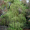20 Semi di Montezuma Cipresso calvo (Taxodium huegelii)