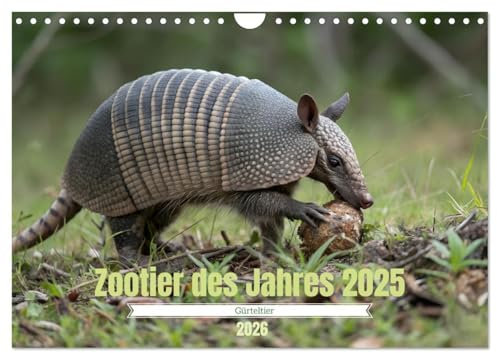 Zootier des Jahres 2025 - Gürteltier (Wandkalender 2026 DIN A4 quer), CALVENDO Monatskalender: Faszinierende Einblicke in die Welt der Gürteltiere.