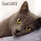 Cool Cats 2026: Kalender 2026 (Wonderful World)