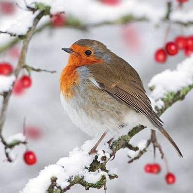 Paper House Charity-Weihnachtskarten, Motiv Robin and Beeren, verkauft zur Unterstützung der British Heart Foundation, Marie Curie, Oxfam, NSPCC, Parkinson UK und Stroke Association.