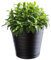 KADAX Pot de Fleurs en Plastique avec Soucoupe Incorporée, Pot de Plantes avec Conception Raffinée pour la Décoration d'Intérieur (13 cm, Noir)