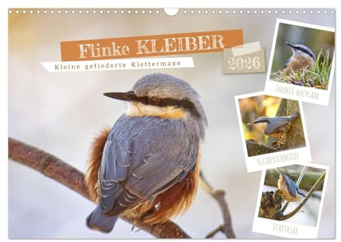 Flinke Kleiber (Wandkalender 2026 DIN A3 quer), CALVENDO Monatskalender: Kleine gefiederte Klettermaxe (CALVENDO Tiere)