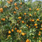 20 pcs kumquat baum samen, obstbaum plant saatgut geschenk obstsamen zimmerpflanzen wenig lichtbedarf baumsamen dachbegrünung bohnenkraut pflanze frisches obst winterharte kübelpflanzen