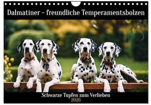 Dalmatiner - freundliche Temperamentsbolzen (Wandkalender 2026 DIN A4 quer), CALVENDO Monatskalender: Schwarze Punkte zum Verlieben (CALVENDO Tiere)