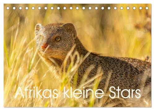 Afrikas kleine Stars (Tischkalender 2026 DIN A5 quer), CALVENDO Monatskalender: Mangusten, Erdmännchen und Co. (CALVENDO Tiere)