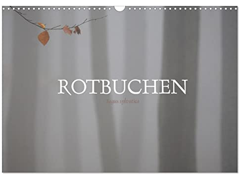 Rotbuchen (Wandkalender 2026 DIN A3 quer), CALVENDO Monatskalender: Rotbuchen sind die dominierende Baumart unserer Heimat (CALVENDO Natur)