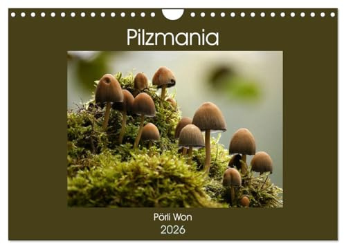 Pilzmania (Wandkalender 2026 DIN A4 quer), CALVENDO Monatskalender: Mit gewöhnlichen und ungewöhnlichen Pilzen durch das Jahr (CALVENDO Natur)