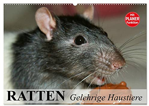 Ratten. Gelehrige Haustiere (Wandkalender 2026 DIN A2 quer), CALVENDO Monatskalender: Von der Wanderratte zum geliebten Kuscheltier (CALVENDO Tiere)