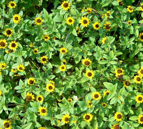 Husarenknopf Miniatursonnenblume Samen Saatgut Blumensamen für ca. 30 Pfl. Sommerblume niedrig