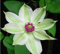 Gelb: 100Pcs Clematis Samen, Clematis-Pflanzen-Samen Clematis Florida Thunb Blumensamen für Garten-Ausgangs Bonsai Einpflanzen