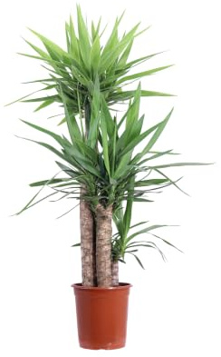 Pianta di Yucca Elephantipes pianta da interno pianta tropicale pianta ornamentale di Yucca pianta succulenta pianta vera venduta da eGarden.store (Vaso 24 cm)